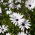 Osteospermum białe - 35 nasion