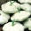 Patison Custard White
