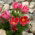 Sasanka - Anemone pulsatilla - czerwona