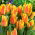 Tulipan Winnipeg - opak. 5 szt.