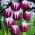 Tulipan Arabian Mystery - 5 cebulek