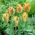 Tulipan Golden Artist - 5 cebulek