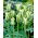 Tulipan Spring Green - 5 cebulek
