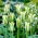 Tulipan Spring Green - 5 cebulek