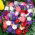 Petunia ogrodowa - mieszanka odmian - 800 nasion