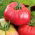 Pomidor Pink Wonder F1 - malinowy szklarniowy - 7 nasion