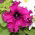 Petunia o kwiatach strzępiastych - mieszanka - 80 nasion