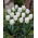 Tulipan niski biały - Greigii white