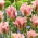 Tulipan China Town - opak. 5 szt.
