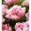 Tulipan Finola - opak. 5 szt.