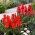 Red Deluxe - zestaw 2 odmian tulipanów - 60 szt.