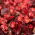 Begonia stale kwitnąca czerwona, czerwonolistna