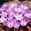Krokus Conqueror - 10 szt.