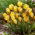 Krokus Early Gold - 10 szt.