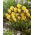 Krokus Early Gold - 10 szt.