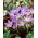Krokus Lilac Beauty - 10 szt.