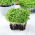 Microgreens – Kapusta mizuna - młode listki o unikalnym smaku - 1000 nasion