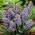 Szafirek Muscari Fantasy Creation - 10 cebulek
