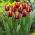 Tulipan Armani - opak. 5 szt.