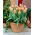 Tulipan China Town - opak. 5 szt.