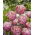 Tulipan Double Peony - pełny - opak. 5 szt.