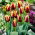 Tulipan Gavota - opak. 5 szt.