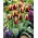 Tulipan Gavota - opak. 5 szt.