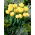 Tulipan Montreux - pełny - opak. 5 szt.