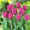 Tulipan Purple Prince - opak. 5 szt.