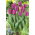 Tulipan Purple Prince - opak. 5 szt.