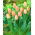 Tulipan Salmon Prince - opak. 5 szt.