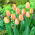 Tulipan Salmon Prince - opak. 5 szt.