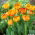 Tulipan Sunlover - opak. 5 szt.