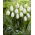 Tulipan White Prince - opak. 5 szt.