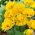Tulipan Yellow Pomponette - pełny - opak. 5 szt.