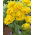 Tulipan Yellow Pomponette - pełny - opak. 5 szt.