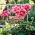 Pelargonia łososioworóżowa z czerwonymi plamkami Raspberry Ripple - pstra - 6 nasion