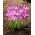 Krokus Roseus - 10 szt.