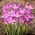 Krokus Roseus - 10 szt.
