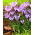 Krokus Spring Beauty - 10 szt.