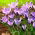 Krokus Spring Beauty - 10 szt.