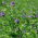 Lucerna siewna Gea - 1 kg