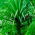 Dracena smocza - 5 nasion