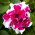 Petunia o kwiatach pełnych - 50 nasion