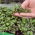 Microgreens – Jarmuż czerwony Scarlet - młode listki o unikalnym smaku - 900 nasion