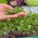 Microgreens - Kalarepa - młode listki o unikalnym smaku - 1040 nasion