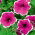 Petunia ogrodowa Iluzja - różowa - 400 nasion