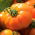 Pomidor Orange Wellington - szklarniowy, pomarańczowy