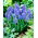 Szafirek Muscari Blue Spike - 10 cebulek