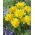 Tulipan Yellow Spider - opak. 5 szt.